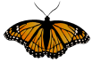 WoW Butterfly